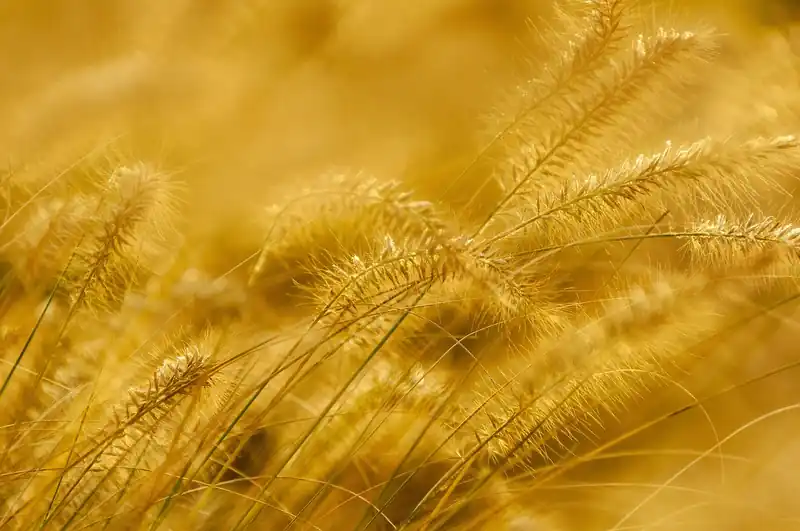 순금, 18k, 14k 가격 차이