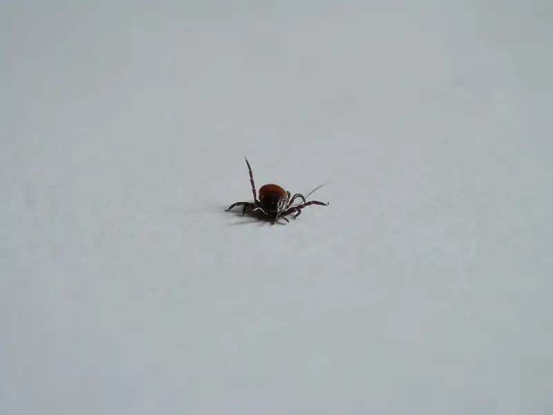 서혜부 임파선이란?