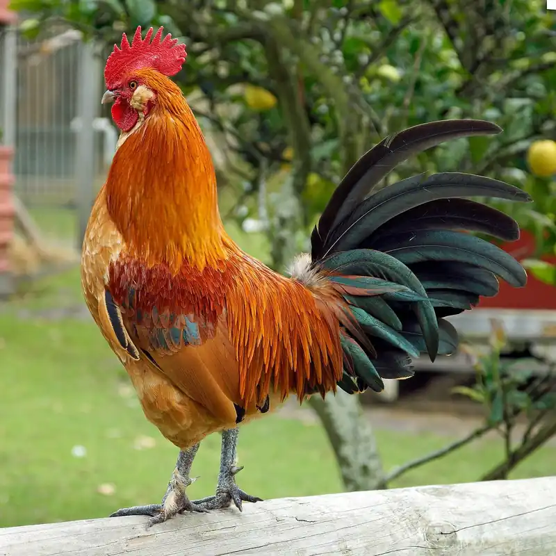 귓볼주름, 뇌졸중 신호?