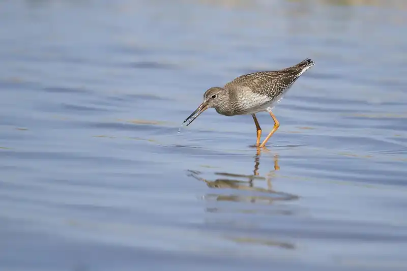 윈도우 snipping tool