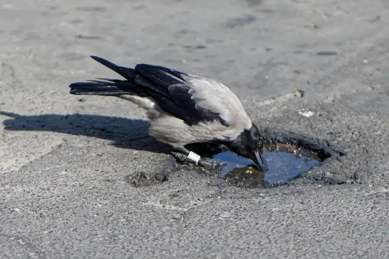 A형 독감 격리기간 기준