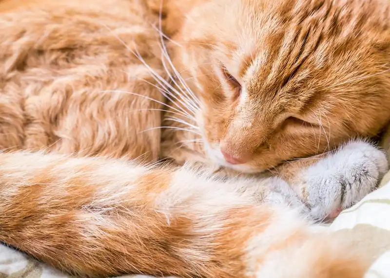 염증 완화 효과